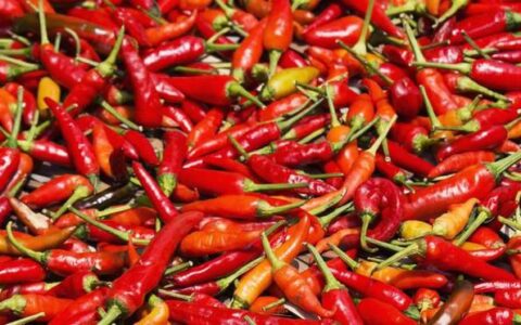 美国研究发现吃辣椒有益于延长寿命（吃辣椒的人长寿吗2023）