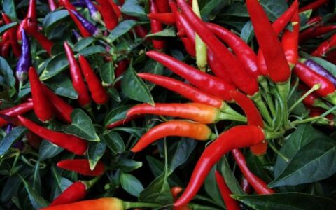 适量吃红辣椒对身体有哪些功效与好处（吃红辣椒好不好）