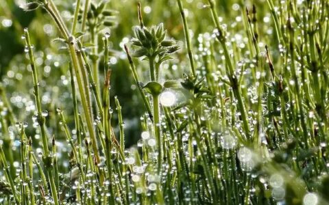 端午节适合朋友圈、微博的文案-端午节微博文案内容