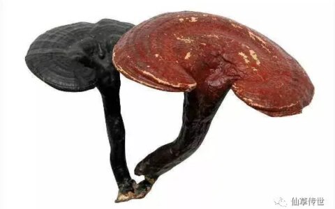 灵芝孢子粉吃了会上火吗？（灵芝孢子油软胶囊作用与价格）