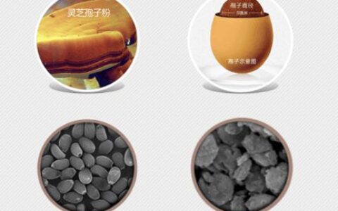 灵芝孢子粉能够自行加工破壁吗?