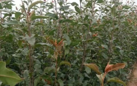 成都农科果苗的优质服务，每棵果苗都重视，才值得信赖-成都农科院种子批发市场