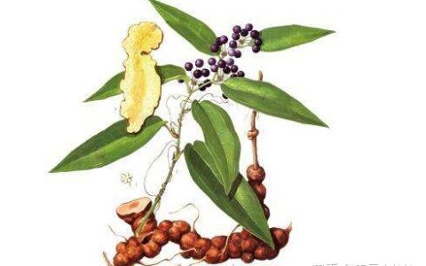 食用茯苓有哪些功效？（茯苓有什么功效与作用）