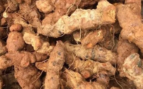 土茯苓的功效与作用（土茯苓的功效有哪些）