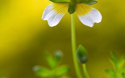 致女生简短励志的句子，元气满满，让人忍不住点赞收藏-送给励志女孩子的句子