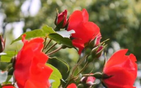 2021高考成功祝福语激励句子大全 温馨励志高考加油推荐-高考成功的祝福语短句