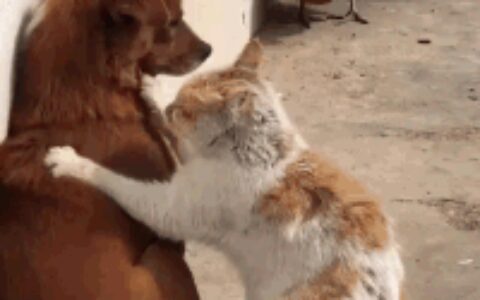 搞笑段子：这些鸡有点厉害（关于鸡的搞笑动画电影）