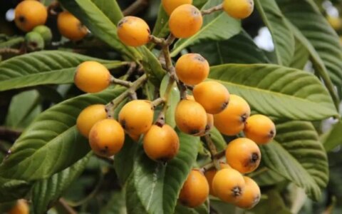 枇杷果的功效与作用禁忌 – 枇杷的7个惊人好处（枇杷果的功效和作用）