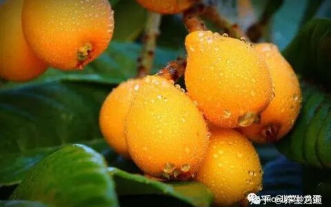 【健康水果】枇杷有什么功效和作用？（枇杷的功效与作用及禁忌）