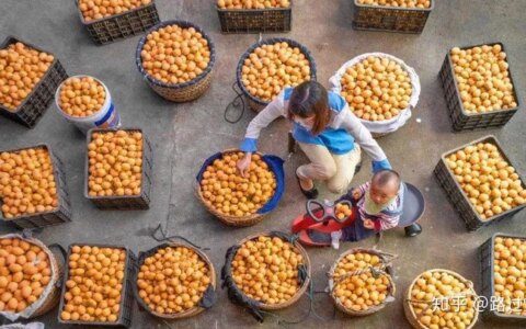 枇杷的神奇功效你知道吗？（枇杷）