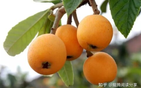 水果养生篇之–枇杷的作用（枇杷主要功效是什么）