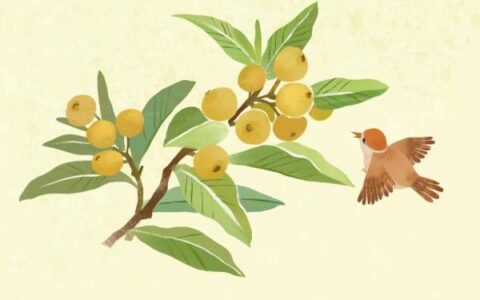 枇杷正当季，这样吃降火又养颜，但切记这个部位不要吃（枇杷有什么药用功效）