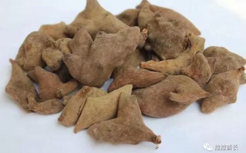 问答| 五倍子的作用和功效是什么？-五倍子的功效与作用的功效和作用是什么