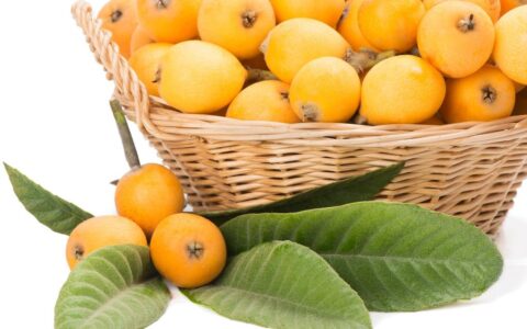 枇杷小巧酸甜，而它的叶子，更是有这4个妙用（枇杷叶子怎么治咳嗽）