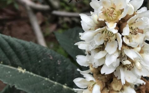 枇杷蜜有区分吗?枇杷蜜的功效与作用?（枇杷蜜的营养功效和食用禁忌）