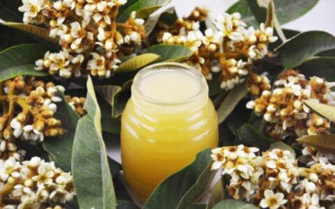 枇杷蜂蜜的作用与功效，蜂蜜枇杷的功效与禁忌（枇杷蜂蜜水的作用与功效）