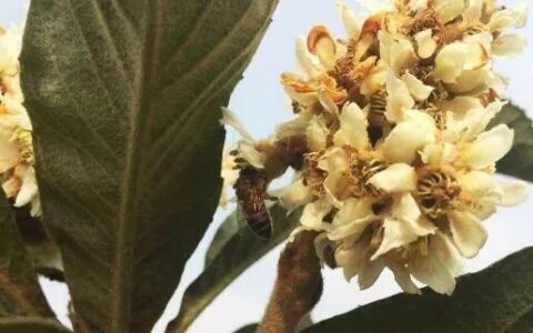 枇杷蜂蜜水的功效?枇杷蜂蜜的作用与功效与禁忌?（枇杷蜂蜜水怎么做视频）