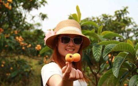 广西枇杷已经上市，为什么枇杷被中医称为一味药？（南宁哪里有枇杷树）