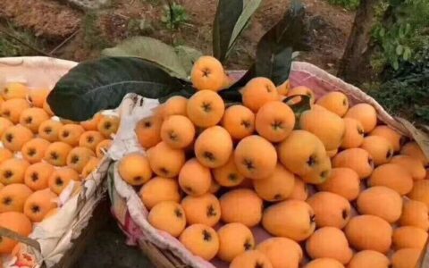 绿品国度周末采摘的枇杷功效与作用，营养价值怎么样？（枇杷发青能吃吗）