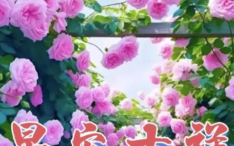 「2023.6.30」早安正能量经典语录，早上好祝福图片，周五快乐-周五早安励志