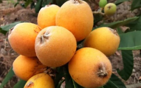 枇杷：东方之果，味觉盛宴（枇杷果是什么样的及它的功效）