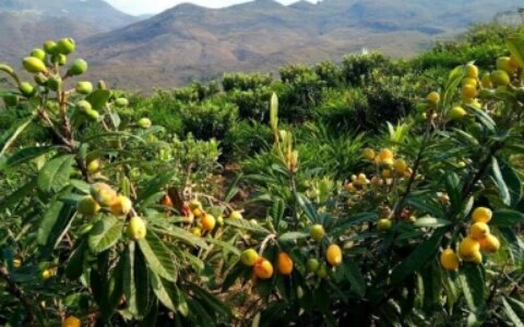 种枇杷树的忌讳是什么（门口种枇杷树好不好）