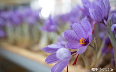 藏红花的功效与作用（藏红花泡水喝的功效与作用及禁忌）（藏红花泡水喝的作用和功效是什么）