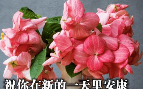 最新版最漂亮的早上好短语句子，祝福问候，开心幸福-早上好祝福的句子唯美简短