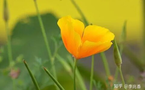 清晨问候语及关心话，温馨阳光充满正能量，愿你快乐一整天-清晨问候语简短一句话暖心