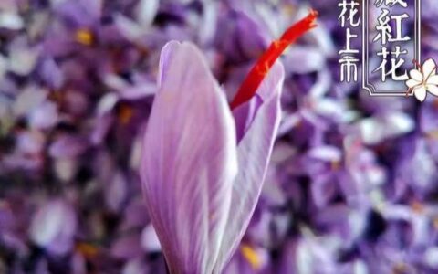 吃藏红花的人越来越多，原来竟然是因为这些原因（经常吃藏红花有什么好处）