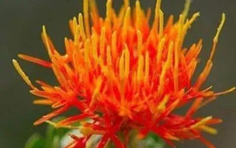 藏红花的功效与作用（藏红花的功效与作用女性）