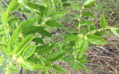 喝枣花蜜的作用与功效?红枣蜜的功效与作用?-枣花蜜有什么用处