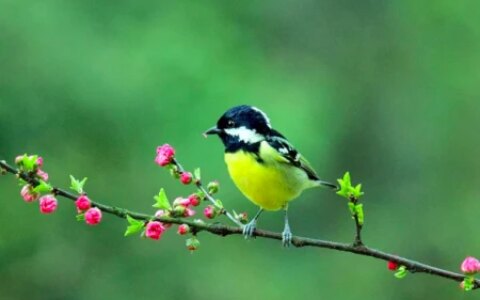 今日节气惊蛰：春雷响，万物长！-惊蛰诗歌春雷萌动