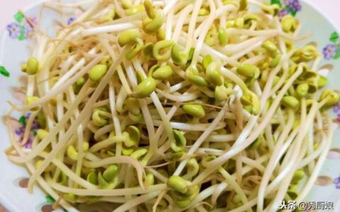 豆芽菜这样炒，真叫一个香，我家隔三差五就做，简单营养又美味（豆芽菜的炒法步骤图）
