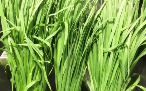 有甲状腺结节的人，不想结节快速增大，饮食上少吃“两绿一黄”-甲状腺结节注意饮食,能让它消失还是不长大?