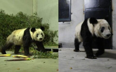 “丫丫”回国后首次露面：身边都是新鲜的笋尖，专家24小时陪护-丫丫thea