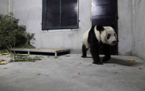 回国第一晚，丫丫过得怎样？“怼脸拍”来了！-美国乐乐和丫丫回国了吗