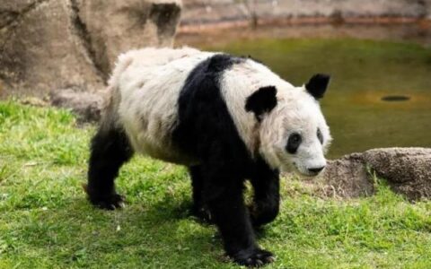 飞行近16小时，“丫丫”终于回家！饲养员全程监测她的状态，还准备了饼干-丫丫vlog