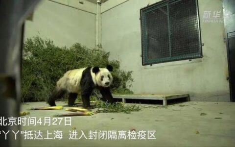 露脸了！“丫丫”顺利回国，下一步安排→-大熊猫乐乐和丫丫近况