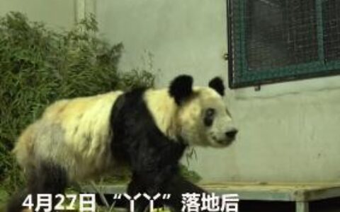 “丫丫”回家第一晚，画面来了，下一步安排→-丫头回来了 律师