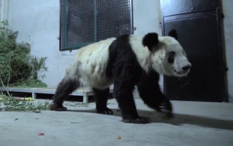 旅美大熊猫“丫丫”回国落地后首次露面-旅居美国的大熊猫丫丫