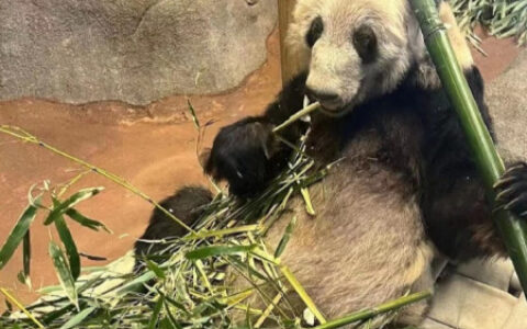 最新进展：“丫丫”在上海检疫后将被北京动物园接回-丫丫叫啥来着