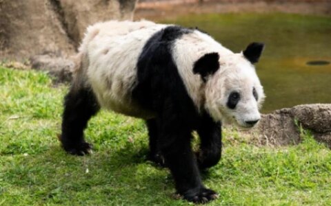 旅居美国20年大熊猫“丫丫”回来啦，网友：以后不要租借给美国！-大熊猫丫丫在美国的待遇,国际友人咋说