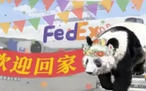 丫丫回国，究竟意味着什么？-丫丫乐乐回国后