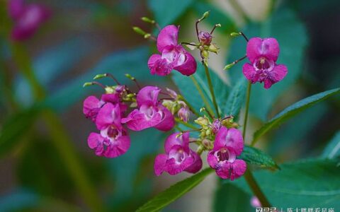 双子座2022年运势详解，双子座2022年全年运势完整版（双子座2021年运势精准详解女生）