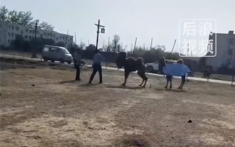骆驼被轮番棒打屈膝求饶 景区回应：发生地非园区内、系私人饲养（骆驼被打）