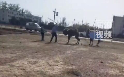 网传景区工作人员轮番殴打骆驼，致其嘴巴肿胀流血屈膝求饶，景区回应：非景区工作人员，骆驼为私人饲养（骆驼打架杀死对方）