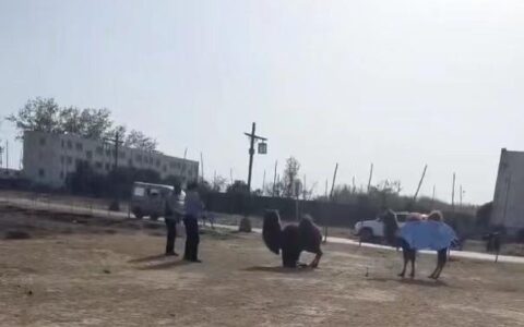 骆驼被轮番棒打致屈膝求饶？景区工作人员：景区内没有饲养骆驼（骆驼挨打没人管吗）