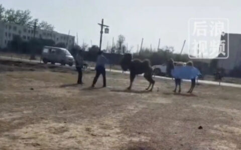 景区骆驼被轮番棒打屈膝求饶，给在场的小孩子留下心理阴影！（骆驼攻击人类事件视频）