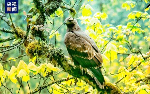 四川瓦屋山首次发现国家一级保护动物金雕（瓦屋山水怪事件）